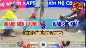 Trận 19 Xà Xía 29/1/2026 - Bông Quá Trâu Điều Anh Tuấn Đâm Không Thấm