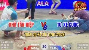 Trận 20 Xà Xía 11/1/2026 - Gà Úa Anh Khá Tân Hiệp Đâm Như Phát Xít