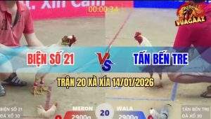 Trận 20 Xà Xía 14/1/2026 - Một Chân Ngay Cần Cổ, Camelo Té Cắm Đầu