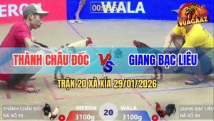 Trận 20 Xà Xía 29/1/2026 - Điều Cọp Anh Giang Đâm Chuối Chết Lâm Sàng