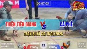 Trận 21 Xà Xía 11/1/2026 - Gà Que Đi Bộ Cũng Đâm, Bướm Bay Bồ