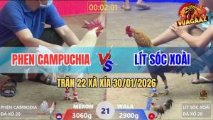 Trận 21 Xà Xía 30/1/2026 - Gà Cú Đá Như Bỏ Bom Lấy Mạng Gà Úa Gọn Gàng