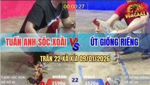 Trận 22 Xà Xía 9/1/2026 - Gà Que Anh Kiểm Cà Mau Nhấc Chân Là Có Cựa