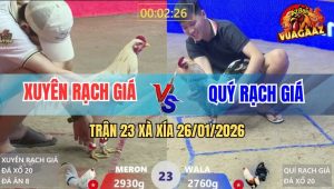 Trận 23 Xà Xía 26/1/2026 - Hai Cánh Rạch Giá So Trình Nài Gà Đẳng Cấp