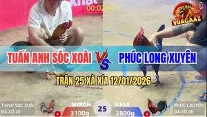 Trận 25 Xà Xía 12/1/2025 - Điều Anh Phúc Kém 3 Chấm Hành Gà Xám Ra Bã