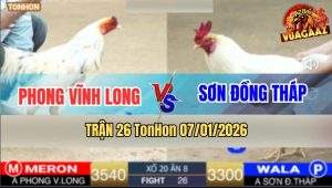 Trận 26 TonHon 7/1/2026 - Anh Phong Nhận Thua Để Cứu Chiến Kê