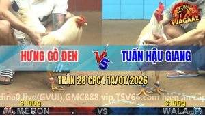 Trận 28 CPC4 14/1/2026 - Bướm Hiệu Anh Hưng Đá Xanh Say Sẩm Mặt Mày