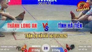 Trận 28 Xà Xía 16/1/2026 - Điều Đâm Khét Mu Lưng Sụm Tỳ Chạy La Làng