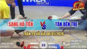 Trận 29 Xà Xía 8/1/2026 - Úa Đồng Ký Chấp 2 Cây Trên Đá Điều Tốc Chạy