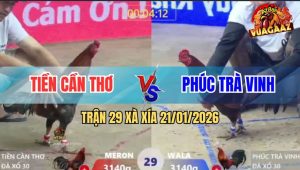 Trận 29 Xà Xía 21/1/2026 - Điều Cọp Anh Tiền Hạ Knock Out Gà Anh Phúc