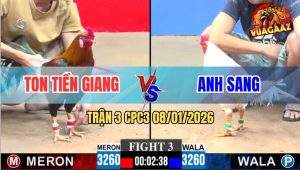 Trận 3 CPC3 8/1/2026 - Bướm Anh Sang Dầy Gà, Tài Cựa Như Điên