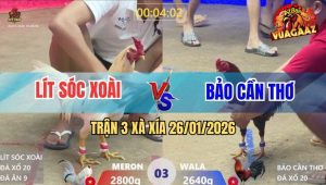 Trận 3 Xà Xía 26/1/2026 - Điều Bông Anh Bảo Đâm Bướm Gỡ Cựa Không Kịp