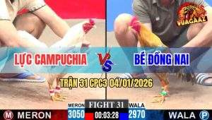 Trận 31 CPC3 4/1/2026 - Cú Anh Bé Đâm Bướm Cánh CPC Gỡ Cựa Không Kịp