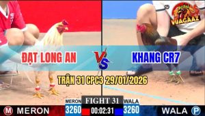 Trận 31 CPC3 29/1/2026 - Gà Vàng Anh Tính Ga King Dập Như Máy Khâu