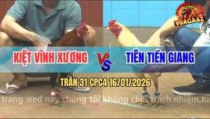Trận 31 CPC4 16/1/2026 - Camelo Trâu Tải Tốt, Đâm Cây Nào Dính Cây Đó