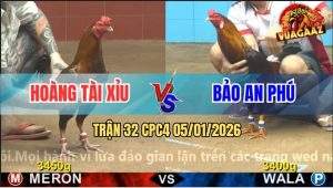 Trận 32 CPC4 5/1/2026 - Điều Tích Vôi Đá Điều Đỏ Te Tua Như Sơ Mít