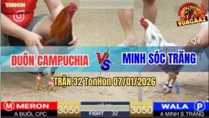 Trận 32 TonHon 7/1/2026 - Điều Cọp Anh Đuôn Đá Bướm Anh Minh Mất Xác