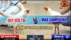 Trận 33 TonHon 7/1/2026 - Gà Úa Anh Mao Chồng Độ Đá Thủng Lưng Gà Bướm
