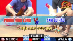 Trận 4 CPC3 29/1/2026 - Gà Điều Anh Bé Đá Bướm Anh Su Hào Nằm Đống