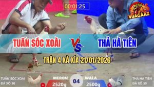 Trận 4 Xà Xía 21/1/2026 - Chuối Hiệu Đâm Úa Chết Đứng Sau 1 Lượt Nạp