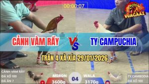 Trận 4 Xà Xía 29/1/2026 - Gà Cú Anh Cảnh Ăn Độ 100 Không Một Vết Trầy