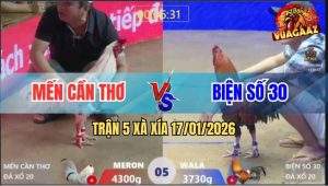 Trận 5 Xà Xía 17/1/2026 - Điều Kém 6 Chấm Đá Gà Bướm Bung Chạy Mất Dép