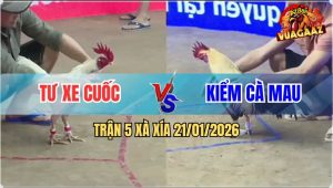 Trận 5 Xà Xía 21/1/2026 - Chuối Hiệu Anh Kiểm Đâm Úa Chết Đứng Luôn