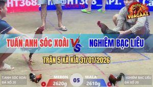 Trận 5 Xà Xía 31/1/2026 - Gà Que Đá Mẻ Hiệu Anh Kiểm Té Lên Té Xuống