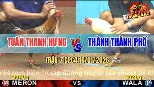 Trận 7 CPC4 16/1/2026 - Bướm Anh Thành Hạ Xám Chân Xanh Chỉ 1 Tay Nước