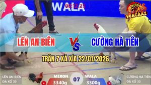 Trận 7 Xà Xía 22/1/2026 - Bướm Chân Trắng Cù Lũ Đá Gà Điều Gục Đầu