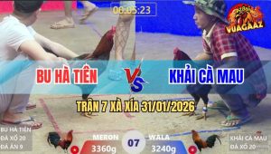 Trận 7 Xà Xía 31/1/2026 - Hai Con Cùng Ói, Điều Đứng Cầm Hơi Lụm Tiền