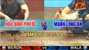 Trận 8 CPC4 12/1/2025 - Gà Điều Anh Hòa Bình Phước Đá Bo Như Xe Đụng