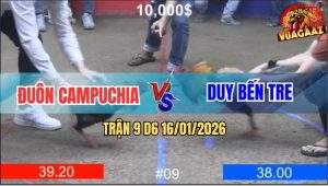 Trận 9 D6 16/1/2026 - Gà Hắc CoCa Đá 10.000$ Vô Không Đá Được Chân Nào