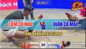 Trận 9 Xà Xía 24/1/2026 - Điều Cổ Vàng Đâm Điều Xanh La Miệng Bỏ Chạy