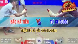 Trận 14 Xà Xía 20/01/2026