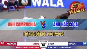Trận 16 Bồ K88 14/01/2026