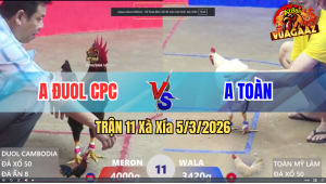 Trận 11 Bồ Xà Xía 5/3/2025 - Bướm Chủ Bồ Nhẹ Hơn 5 Chấm Đá Điều Chết Tại Chỗ