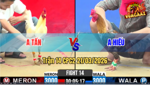 Trận 14 Bồ CPC2 21/3/3026 - Uá Chân Xanh Siết Đúng 1 Tay Nước Đâm Xanh Xòe Đui