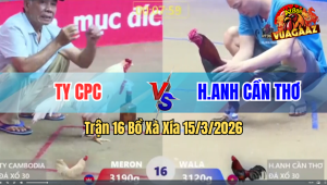 Trận 16 Bồ Xà Xía 15/3/2026 - Bướm Làm Tới Tấp Điều Né Tránh Tốt Canh Đá Lại Đúng 1 Chân Bướm Té Nằm Đống