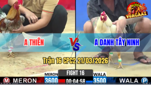 Trận 16 Bồ CPC2 21/3/3026 - Uá Đá Như Cây Đập Siết Mấy Chân Đâm Xám Lật Xe