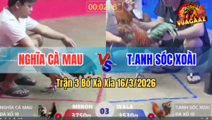 Trận 3 Bồ Xà Xía 16/3/2026 - Điều Đâm Như Chĩa Hạ Đỏ Tuyệt Đối