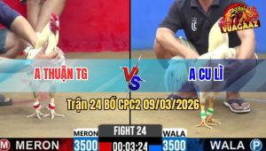 Trận 24 Bồ CPC2 9/3/2026 - Bướm Siết 1 Tay Nước Rinh Úa Ra Ngoài Nhanh Gọn