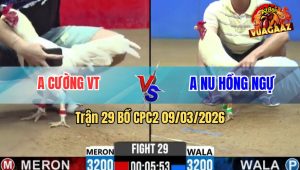 Trận 29 Bồ CPC2 9/3/2026 - Xanh Đá Ăn 6 Đỏ Đá Cây Gạt Cầu Dao Té