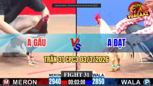 Trận 31 CPC3 03/3/2026 - Bướm Canh Chặn Đá Lọt Điều 1 Cây Lụm Lúa