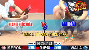 Trận 32 Bồ CPC3 10/3/2026 - Xám Đá Bông Lấy Tiền Quăng Xuống Sông
