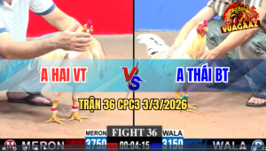 Trận 36 Bồ CPC3 3/3/2026 - Xanh Chấp Ngông Và Nhận Cái Kết Đắng