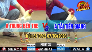 Trận 37 CPC2 7/3/2026 - Úa Đá Điềm Tĩnh Đâm Bướm Muốn Xỉu Rinh Ra