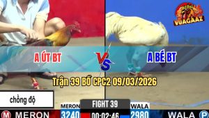 Trận 39 Bồ CPC2 9/3/2026 - Điều Nhập Vô Đá Cây Nghiệt Đâm Bướm Ói Chết Tại Chỗ