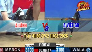Trận 41 Bồ CPC2 11/3/2026 - Que Đuôi Lao Đá Cây Lưng Đâm Điều Lọt Chết Từ Từ