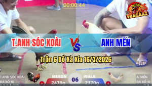 Trận 6 Bồ Xà Xía 16/3/2026 - Gà Xanh Đá Như Súng Bắn Đỏ Không Kịp Né Nên Gãy